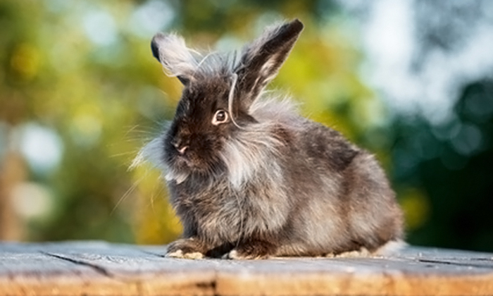 Haustierhilfe Lübeck e.V. – Tipps rund um das Kaninchen